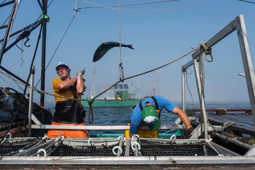 Two fishermen work on a boat at sea; one throws a fish into a container while the other bends over, with another boat visible in the background.