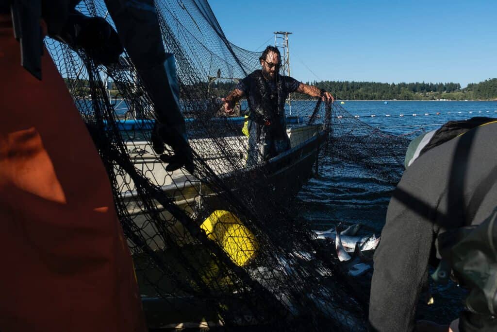 A person stands on a boat pulling in a fishing net containing several caught fish, with another person working near the water.