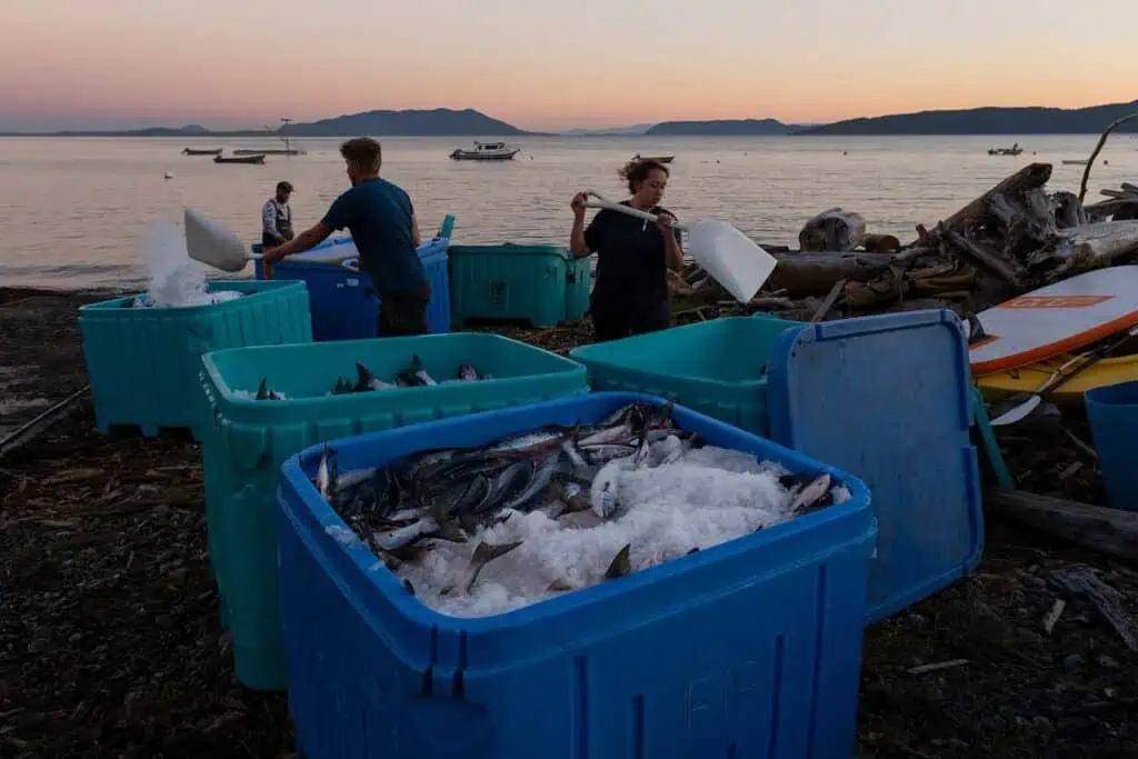 Three people fill large blue bins with ice and freshly caught fish on a beach at sunset, with boats and mountains visible in the background.