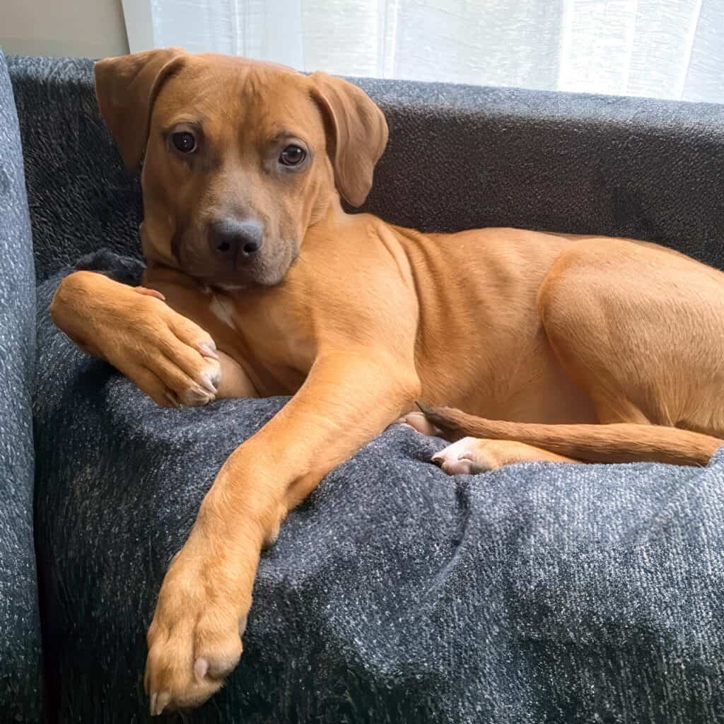 Brown dog with short fur lying on a dark gray couch, looking directly at the camera with one paw stretched forward. Light filters through white curtains in the background.
