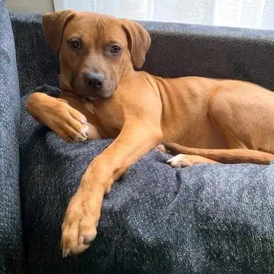 A brown dog is lying on a gray couch, facing the camera with one paw extended forward and looking relaxed.