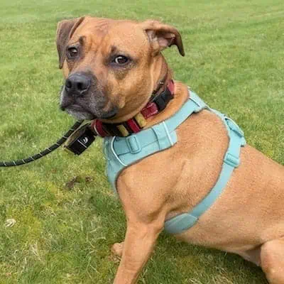 Brown dog wearing a light blue harness and a red collar sits on grass, looking toward the camera with a neutral expression.