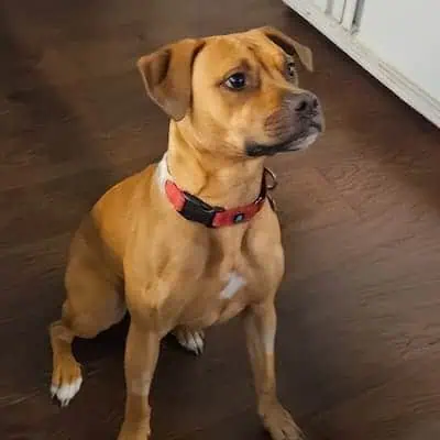 Brown dog with a red collar sitting on a dark wooden floor, looking slightly upward with an attentive expression.