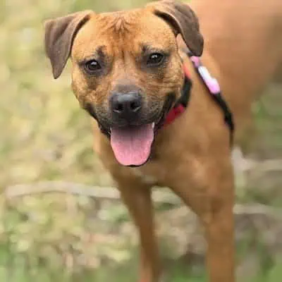 Brown dog with a black nose and a red harness standing outdoors, looking at the camera with its mouth open and tongue out.
