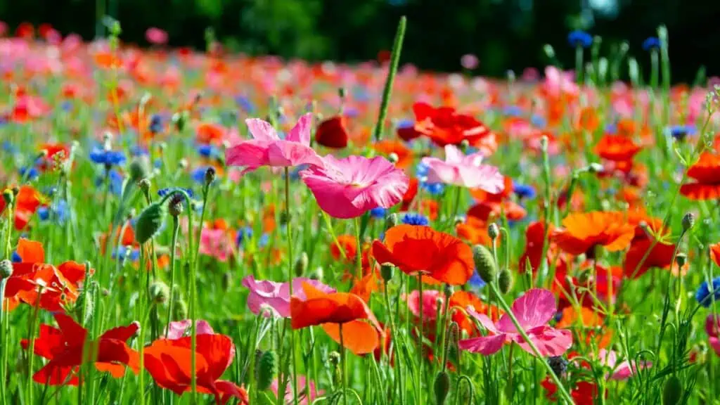 A field of blooming poppies in shades of red and pink mixed with blue wildflowers, echoing the vibrant displays at Washington Spring Festivals, with green grass and blurred trees in the background.