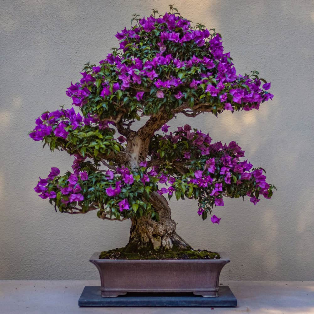 A bonsai tree with a thick trunk and branches, covered in vibrant purple flowers, is displayed in a rectangular pot against a plain beige background to celebrate AANHPI Month in Seattle.