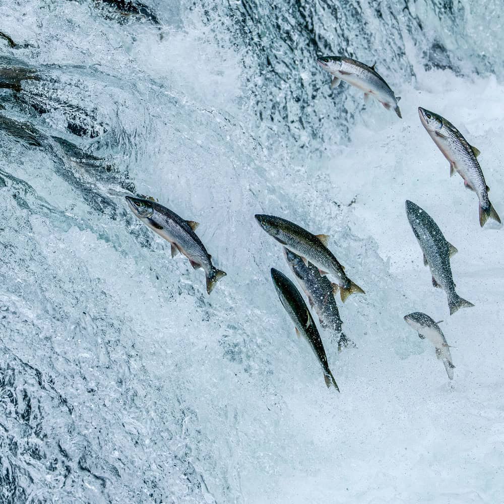 A New Climate Fund Starts With Indigenous Leadership