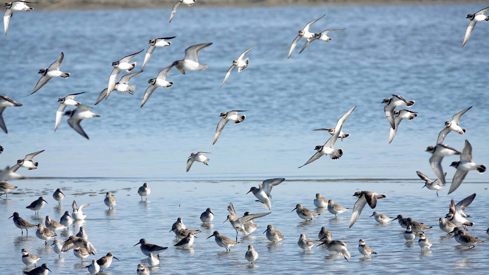 A large group of shorebirds stands and flies over shallow water at the edge of a body of water on a clear day.