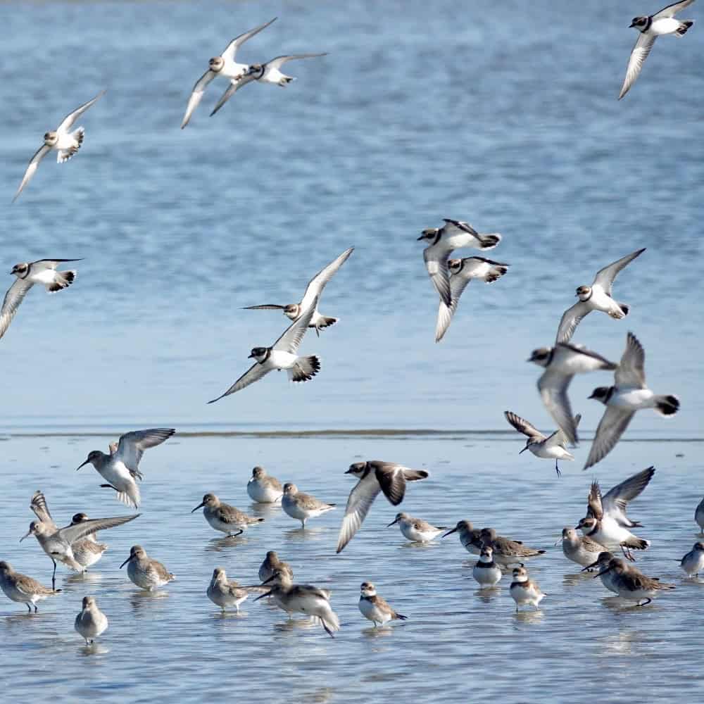 Washington’s Spring Festivals Go Way Beyond Tulips