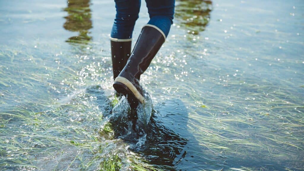 Person wearing black rubber boots and jeans walks through shallow water with submerged grass.