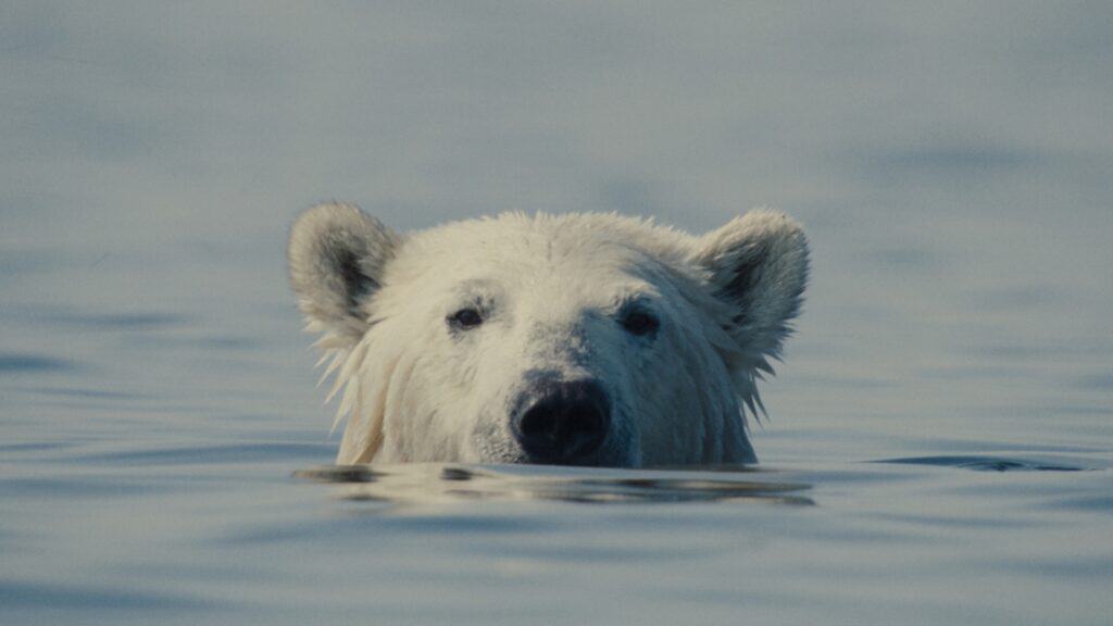 A polar bear's head is visible above the surface of calm water, with its ears upright and wet fur.