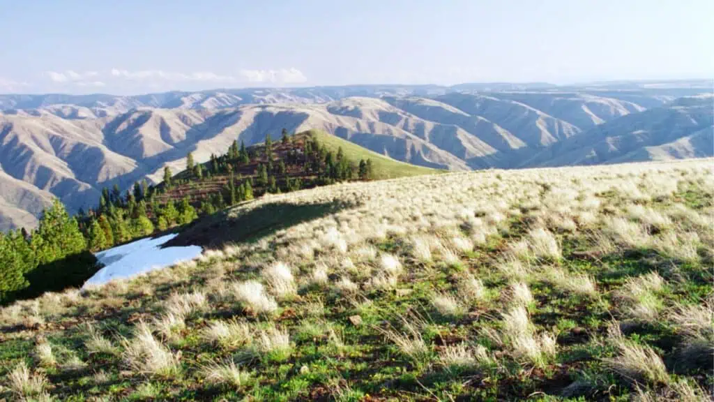Grassy hillside with scattered trees and a patch of snow, overlooking rolling, rugged mountains under a clear sky.