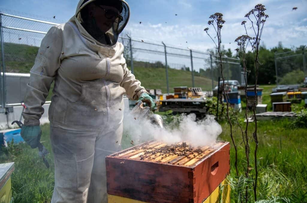 A person in protective clothing uses a smoker on a beehive in an outdoor apiary, with bees flying nearby and other hives in the background.