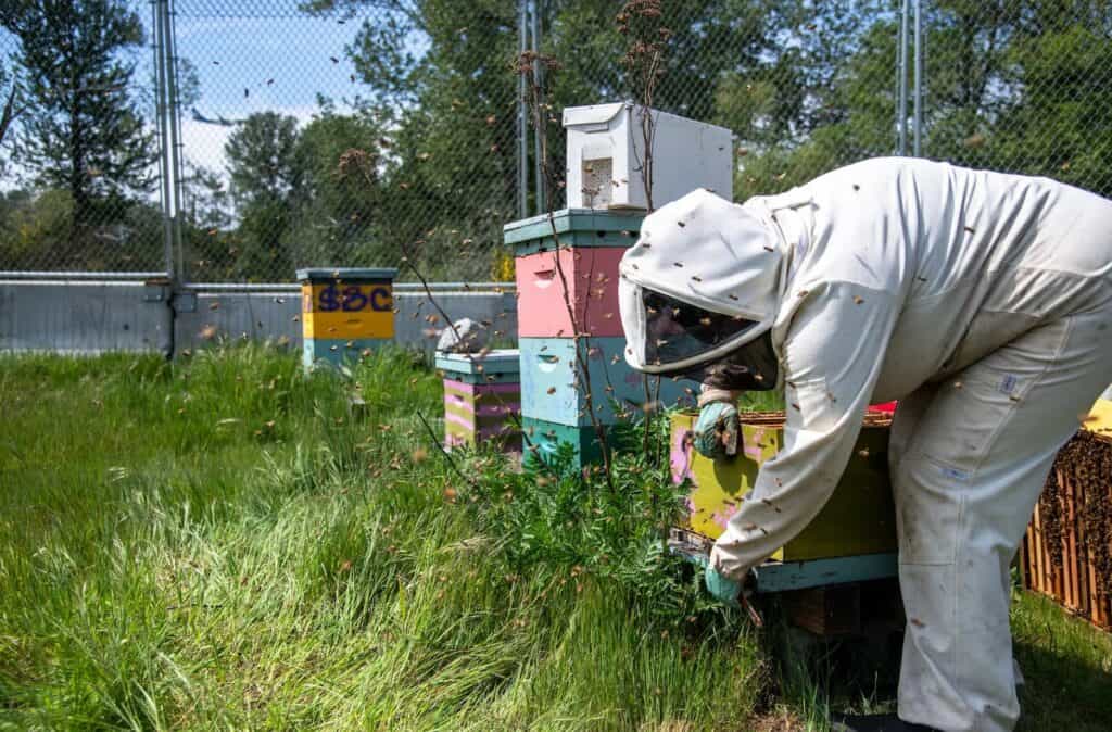 A person in a protective suit tends to colorful beehives in a grassy field with bees flying around.