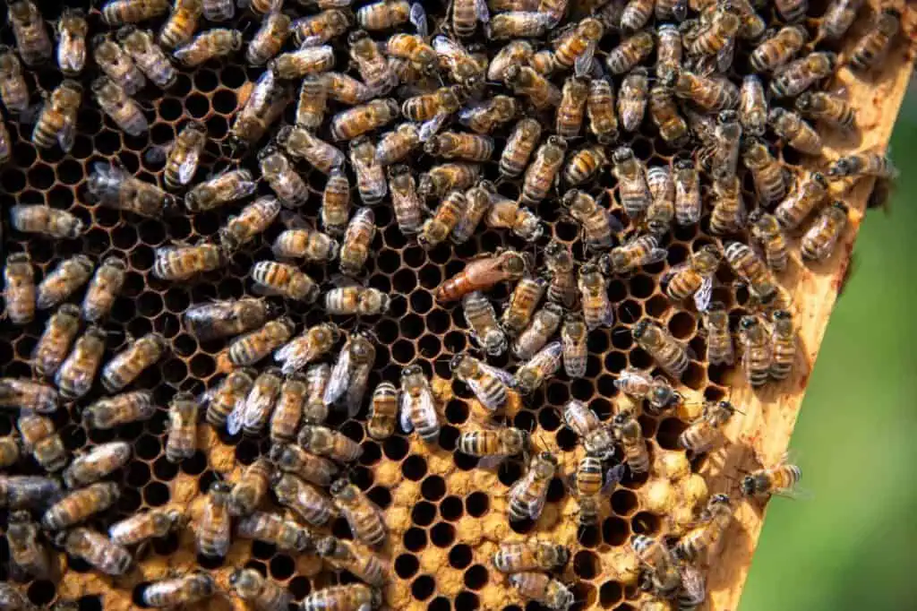 Close-up of a beehive with numerous honey bees clustered on hexagonal wax cells, some cells capped and others open.
