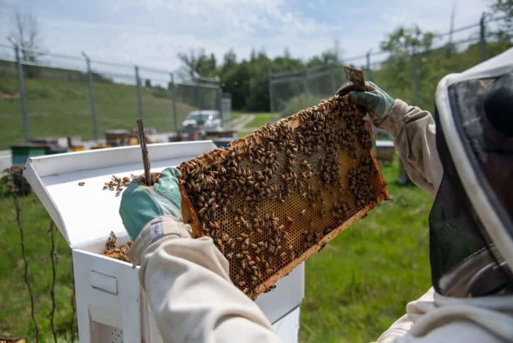 A beekeeper in protective gear holds a frame covered with bees, inspecting a hive outdoors near a fence on a sunny day.