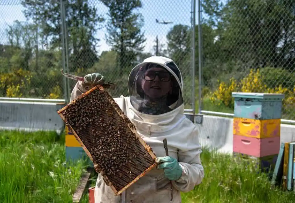 A person in beekeeping gear holds a frame covered with bees, standing in front of colorful beehives and a chain-link fence outdoors.