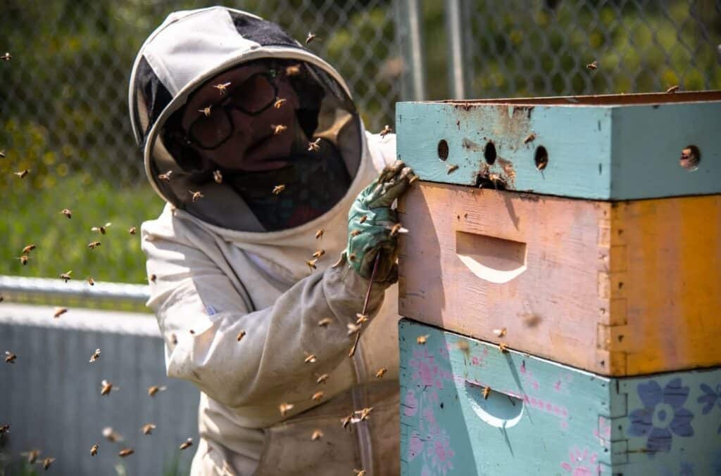 A beekeeper wearing protective gear tends to a multicolored beehive surrounded by flying bees, with a chain-link fence in the background.