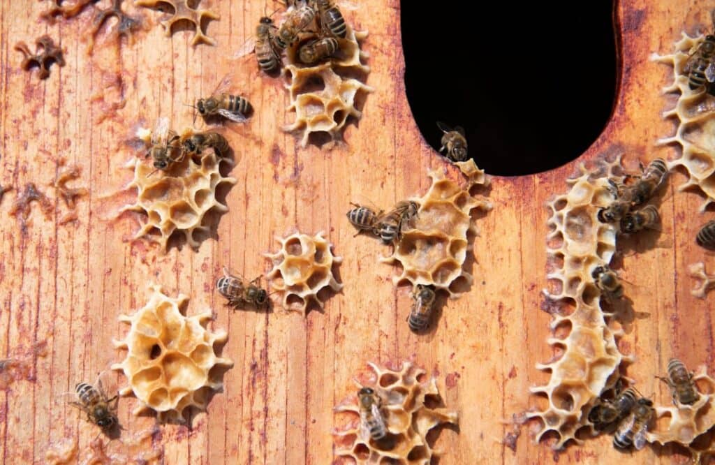 Close-up of honeybees crawling on honeycomb structures attached to a wooden surface near a dark opening.