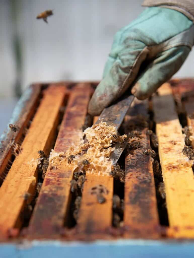 A gloved hand uses a tool to scrape wax from wooden beehive frames, with bees visible on and around the frames, capturing a moment in their busy flight path—perfect for a photo essay on beekeeping.