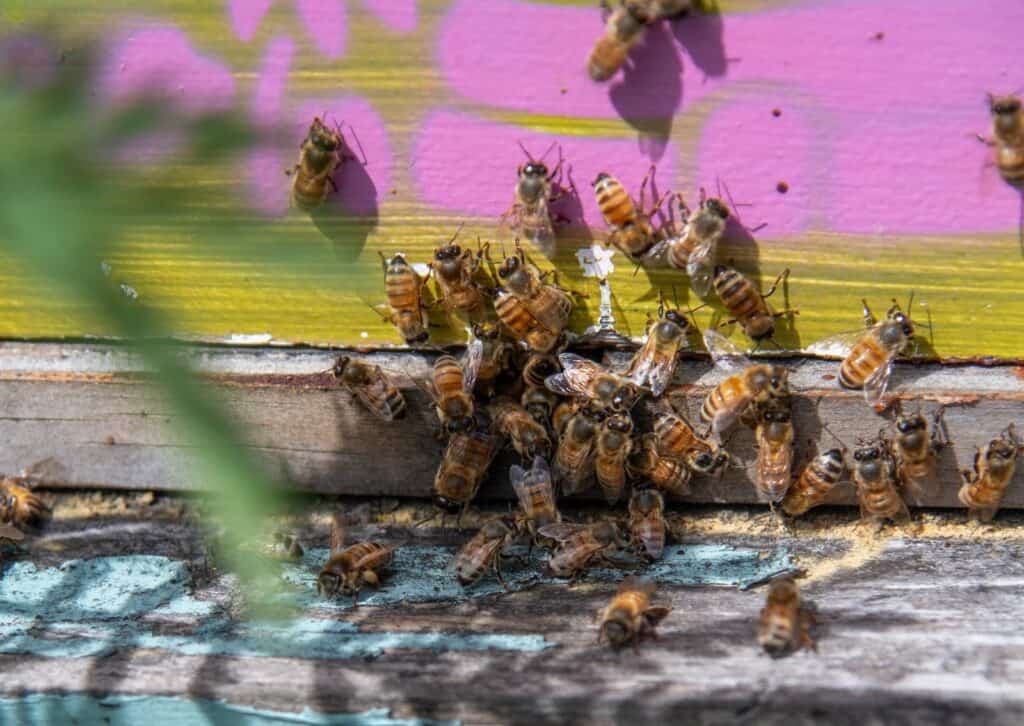A group of bees gathers at the entrance of a colorful wooden hive, some crawling on the weathered wood and others flying nearby.