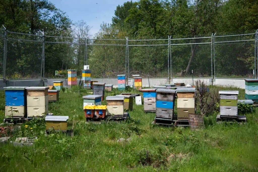 Multiple colorful beehives are arranged in a grassy, fenced area with trees in the background under a clear sky.