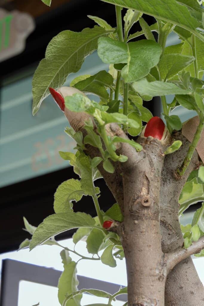 A close-up of a tree trunk with several red wax-sealed grafts and green leaves in an indoor setting.
