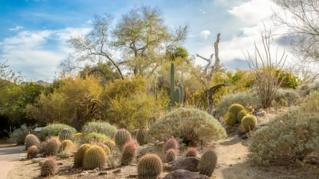 A desert landscape with various cacti, shrubs, and trees under a partly cloudy blue sky.