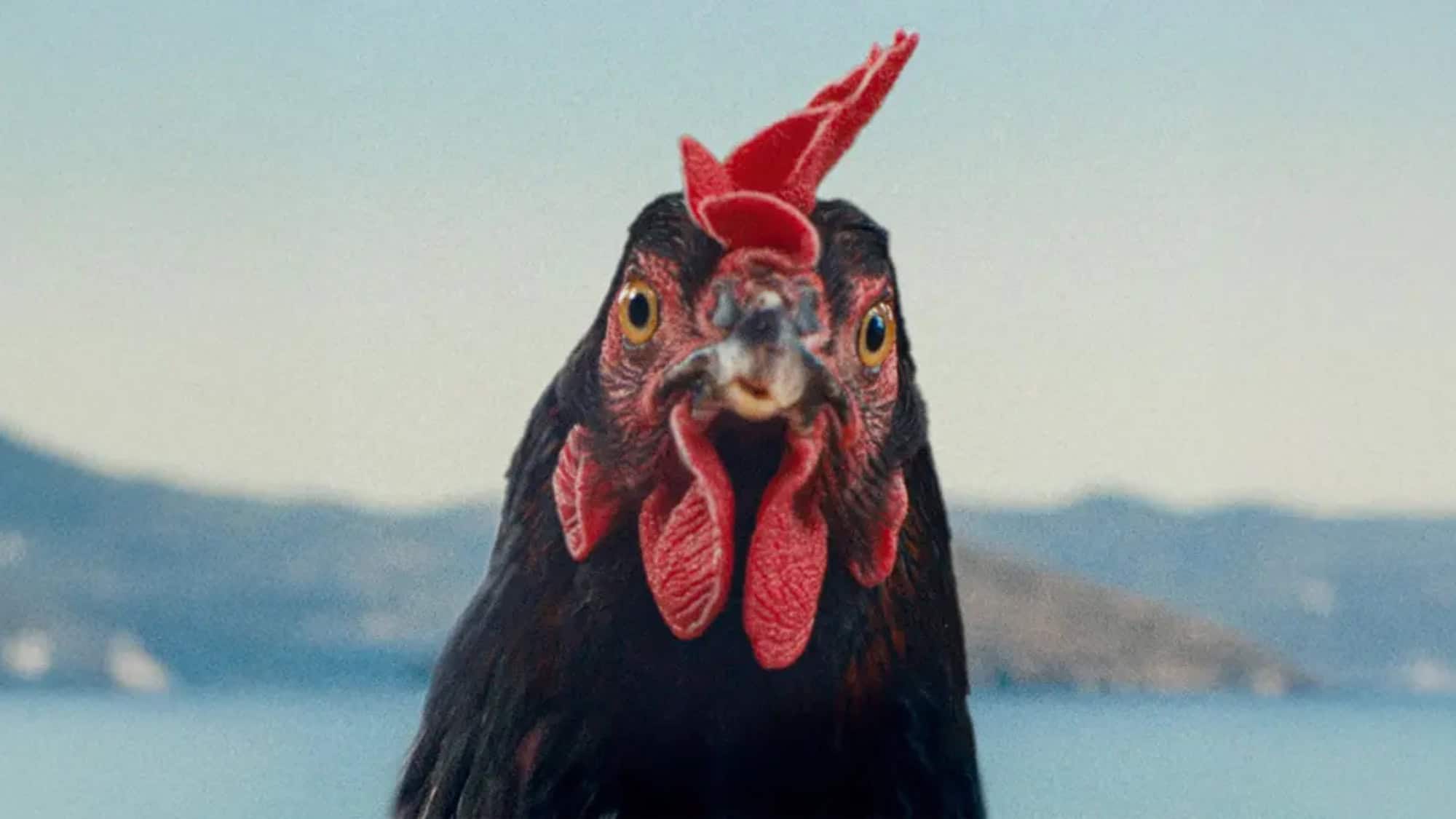 A close-up of a black chicken with a red comb and wattles, staring directly at the camera, set against a blurred outdoor background—perfect for any quirky film festival promo or SIFF movies movie list.