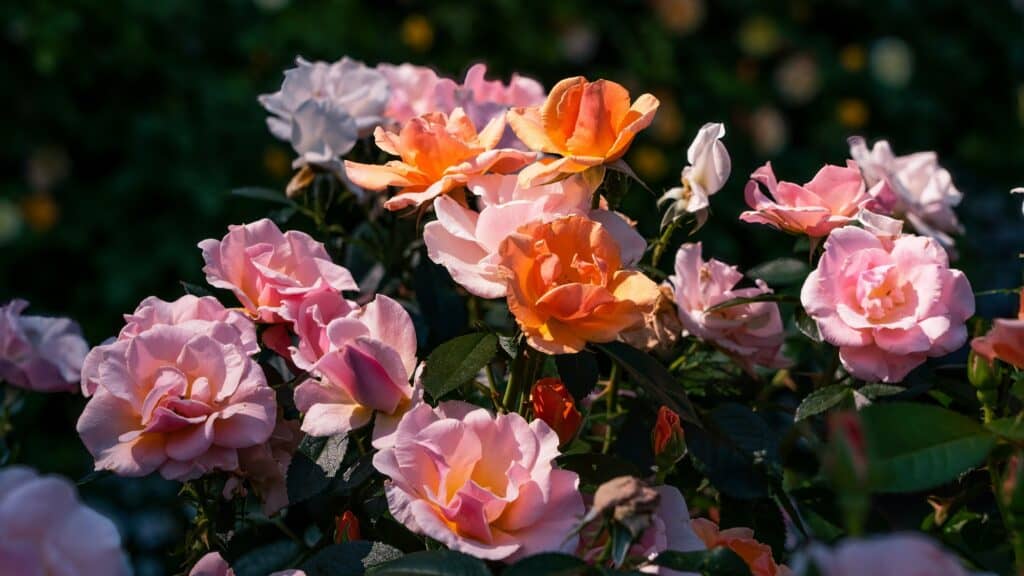 A cluster of blooming pink and orange roses with green leaves, illuminated by sunlight against a dark, blurred background.