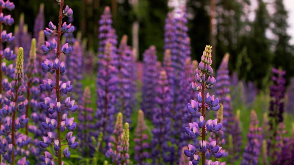 A field of purple and pink lupine flowers in bloom with a blurred forest background.