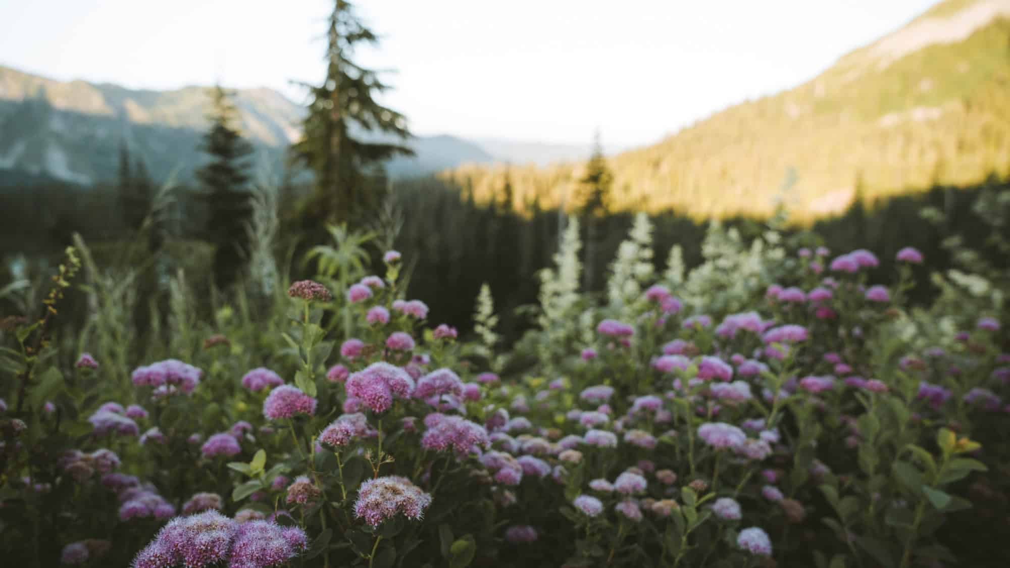 Pink wildflowers in the foreground with pine trees and sunlit mountains in the background under a clear sky.