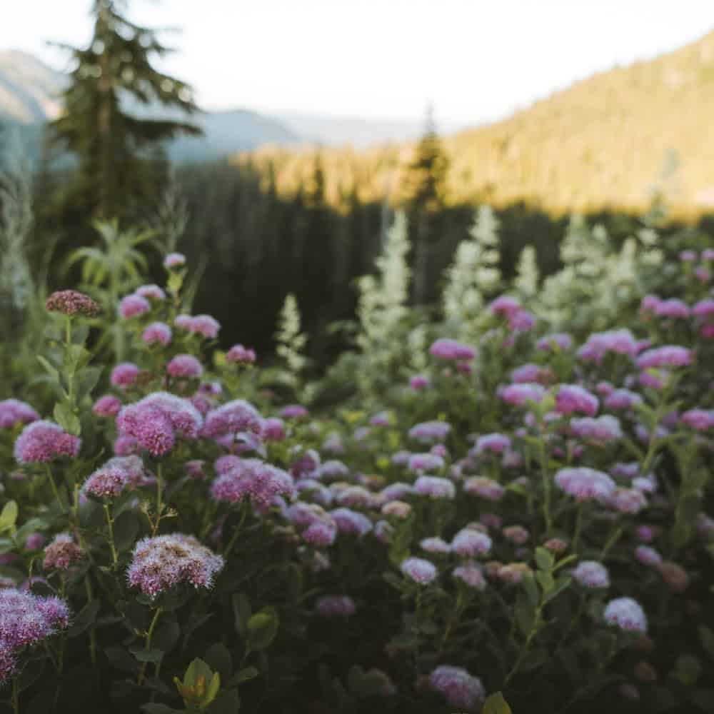 Five Lesser-Known Washington State Parks for Spring and Summer