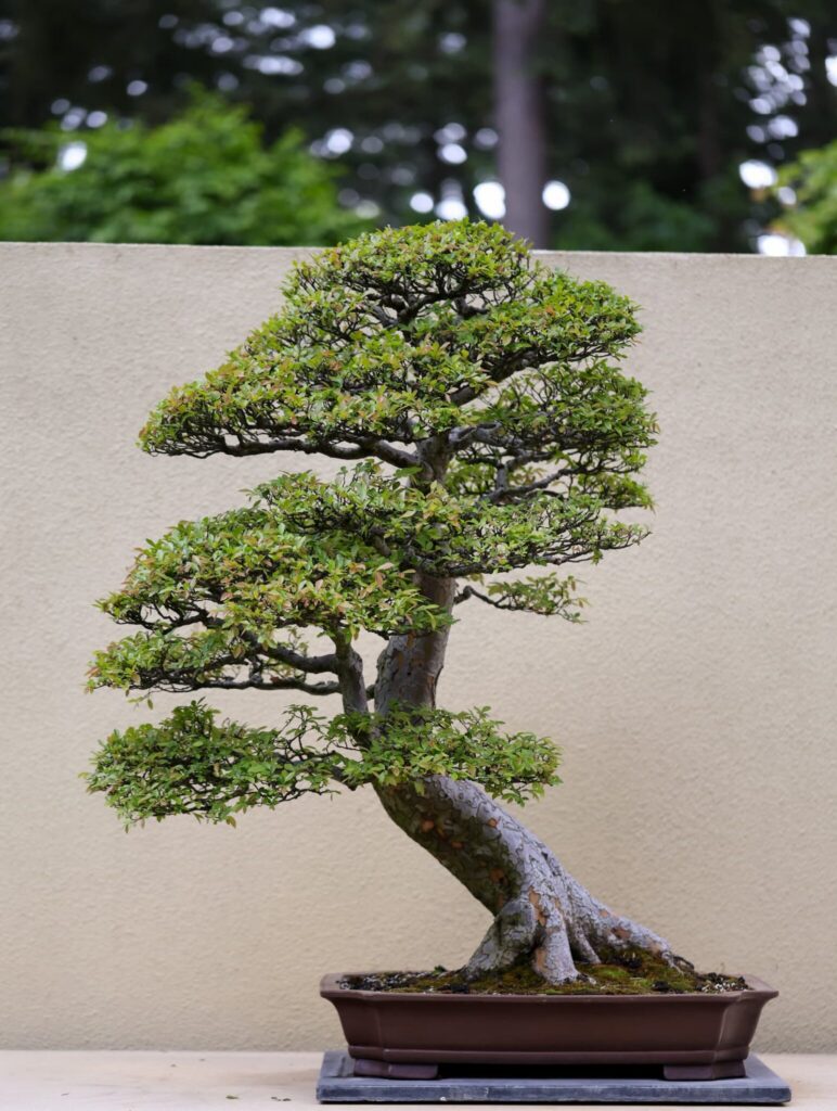 A bonsai tree with dense, tiered foliage sits in a shallow rectangular pot against a plain beige wall, with greenery and trees blurred in the background.