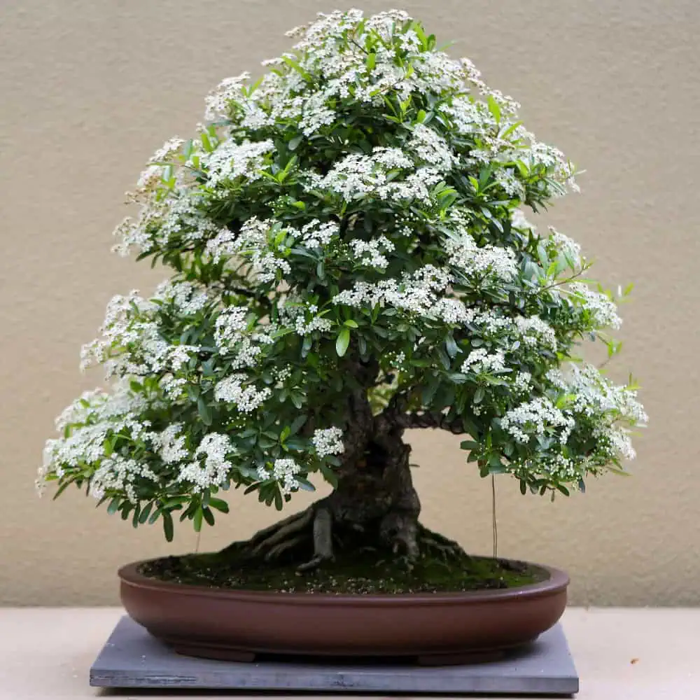 A Global Approach to Bonsai  