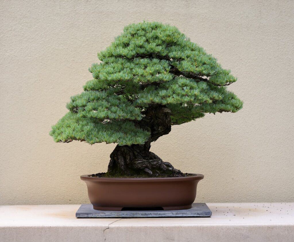 A well-pruned bonsai tree with dense green foliage in a brown shallow pot, placed on a light-colored surface against a plain beige wall.
