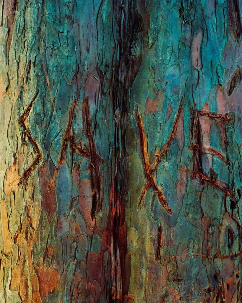 The word "SAVE" is carved into the bark of a multicolored tree.
