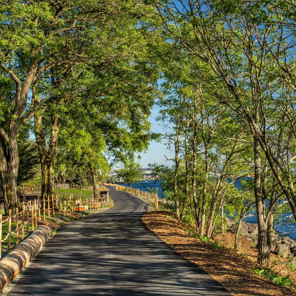 Paved pathway lined with wooden fencing and trees, curving alongside a body of water on a sunny day.