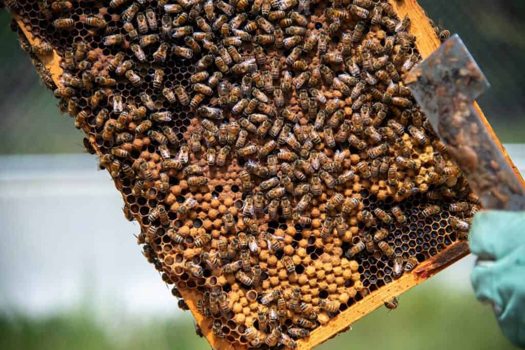 A gloved hand holds a wooden frame covered in honeybees and honeycomb, with a metal beekeeping tool visible on the right.