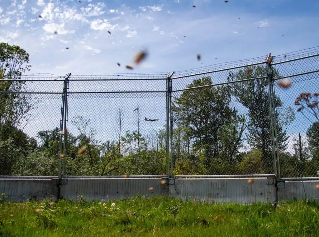 A commercial airplane flies in the sky above trees, seen through a tall chain-link fence topped with barbed wire, with scattered debris or insects in the foreground.