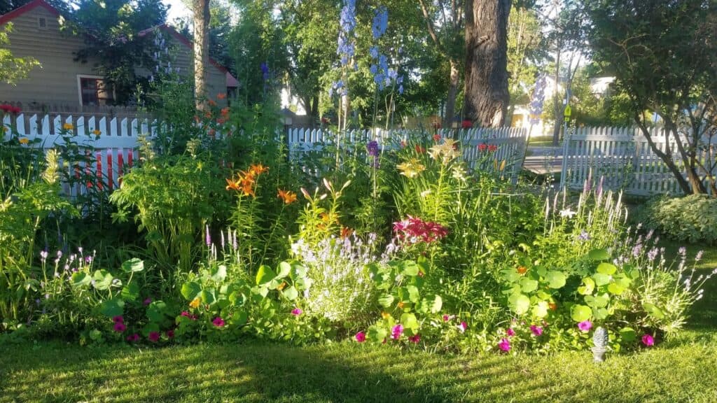 A flower garden with a range of colorful blooms and green plants sits in front of a white picket fence on a sunny day in Whitefish.