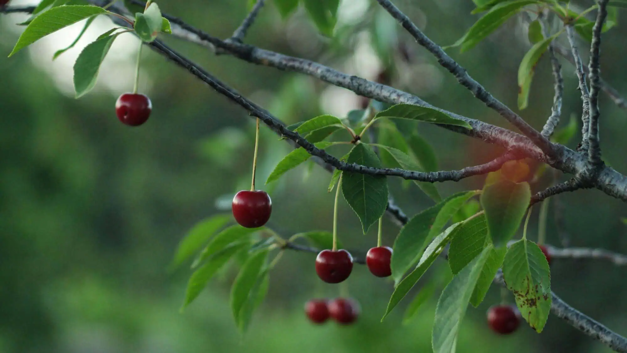 Several ripe red cherries hang from the branches of a tree, surrounded by green leaves with a blurred green background.