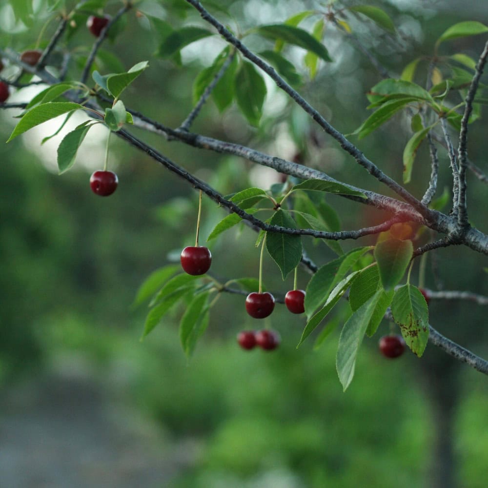 How Bing Cherries Led Me to Ah Bing