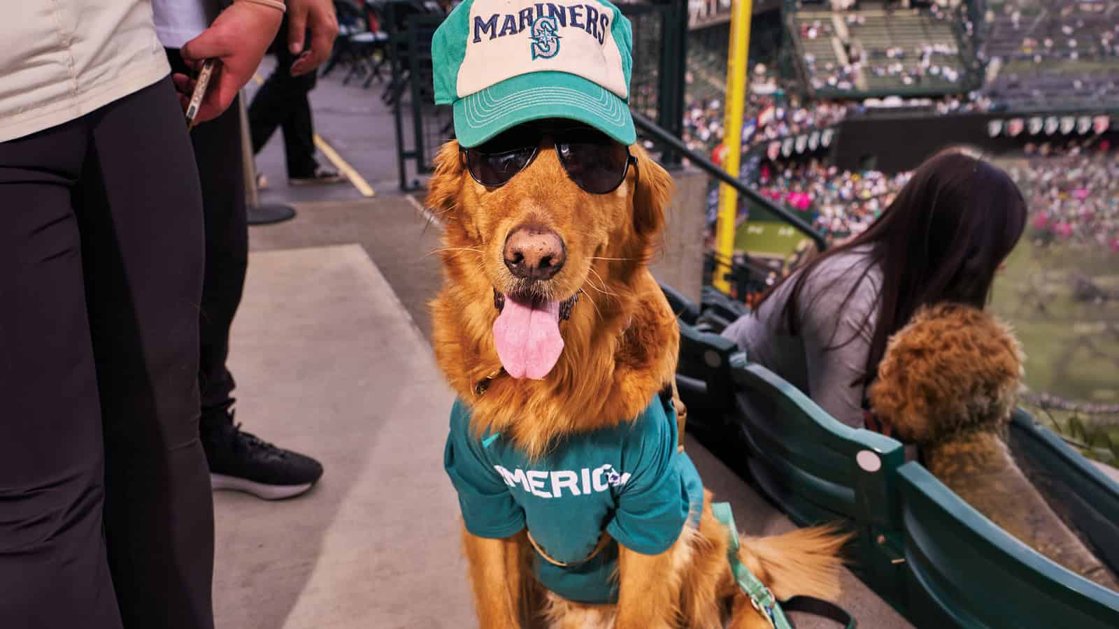 Golden retriever wearing sunglasses, a Mariners cap, and a green shirt sits on a stadium seat walkway at T-Mobile Park, with people and the field visible in the background.