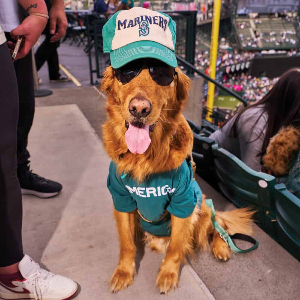 Who Let the Dogs In? The Mariners’ Bark at the Park Is Seattle at Its Best