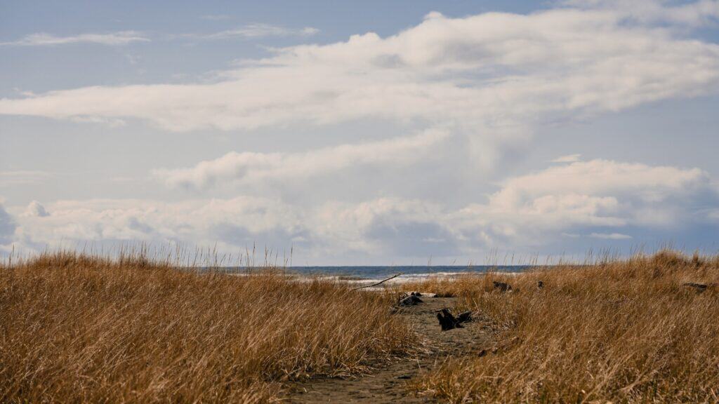 Pathway through tall dry grass leads to the ocean under a partly cloudy sky. Driftwood and sand are visible along the shoreline.