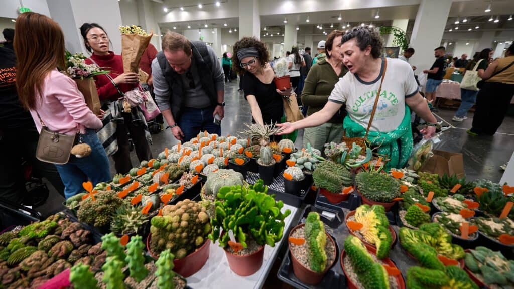 People browse and examine various potted cacti and succulents displayed on tables at an indoor plant market or exhibition.