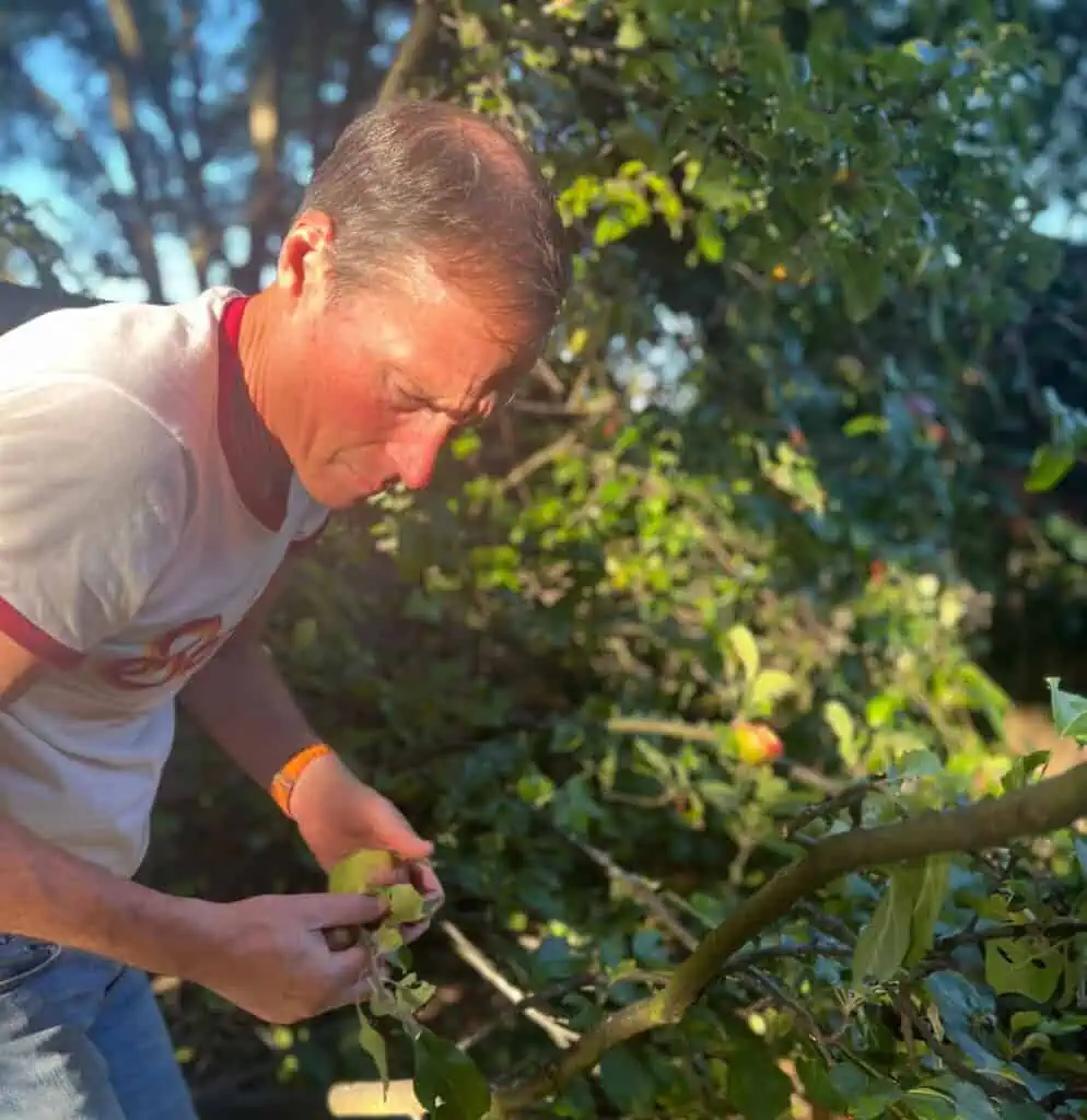 A man in a white t-shirt examines a green fruit while standing outdoors among leafy branches in bright sunlight, evoking the fresh ingredients found in PNW spirits crafted by Wildwood Spirits Co.