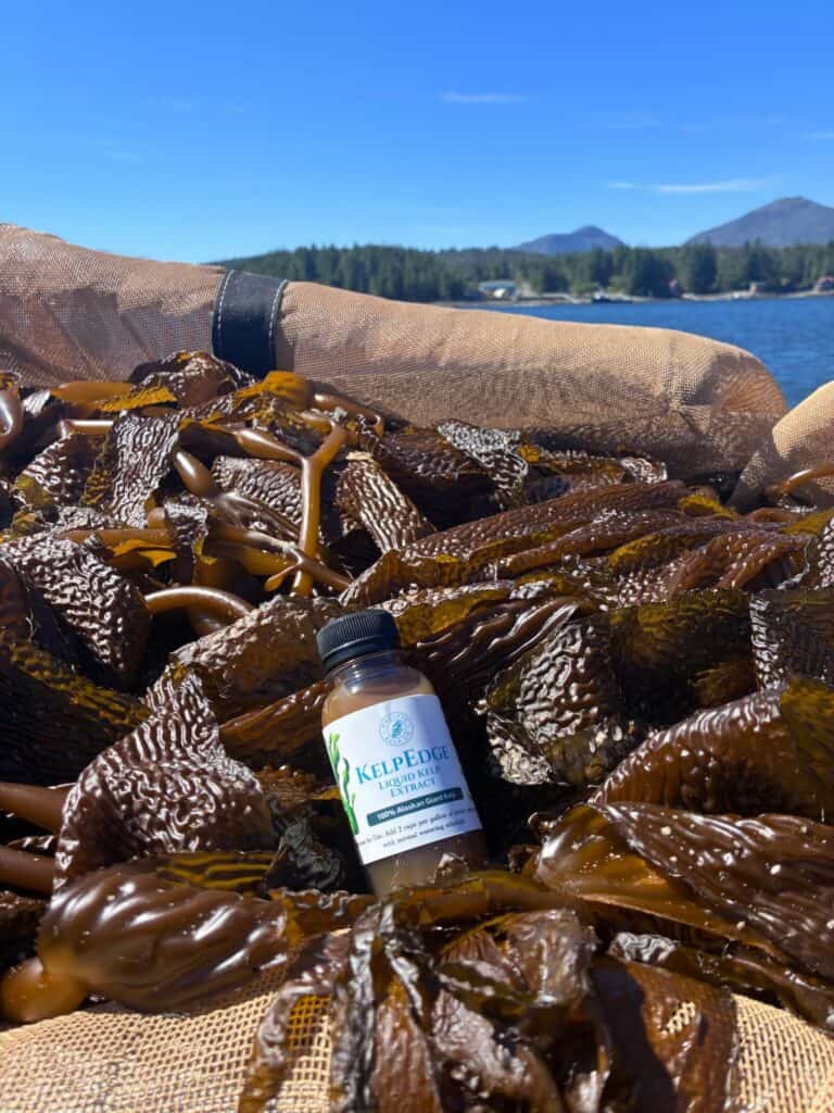 A bottle of KelpEdge sits on freshly harvested sea kelp by the water, with mountains and trees visible under a clear blue sky.