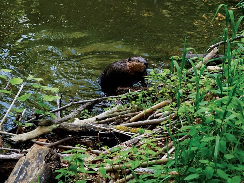 A beaver is partially submerged in a pond next to a pile of sticks and green plants along the water's edge, clearly showing it's done a dam good job on its home.